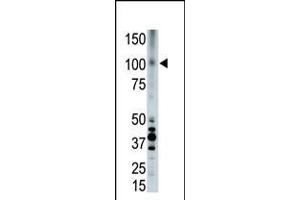 Antibody is used in Western blot to detect LRP8 in placenta cell lysate. (LRP8 Antikörper  (C-Term))