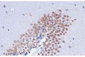 Immunohistochemistry of paraffin-embedded Mouse brain using DNMT3L Polyclonal Antibody at dilution of 1:100 (40x lens). (DNMT3L Antikörper)