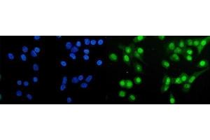 IF analysis of HAP1 using anti-HAP1 antibody (ABIN7599522).