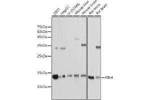 Western blot analysis of extracts of various cell lines, using PIN4 antibody (ABIN7269209) at 1:1000 dilution.