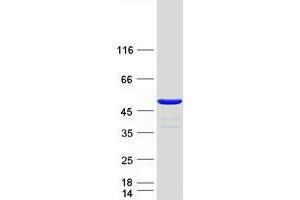 Validation with Western Blot (CFDP1 Protein (Myc-DYKDDDDK Tag))