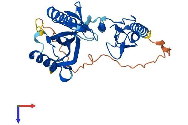 PLEKHF1 Protein (AA 1-279) (His tag)