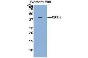 Western Blotting (WB) image for anti-Insulin-Like Growth Factor Binding Protein 1 (IGFBPI) (AA 159-249) antibody (ABIN1859302) (IGFBPI Antikörper  (AA 159-249))