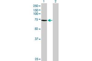 Western Blot analysis of BEST1 expression in transfected 293T cell line by BEST1 MaxPab polyclonal antibody. (Bestrophin 1 Antikörper  (AA 1-604))