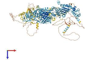 PEX1 Protein (AA 1-1283) (His tag)