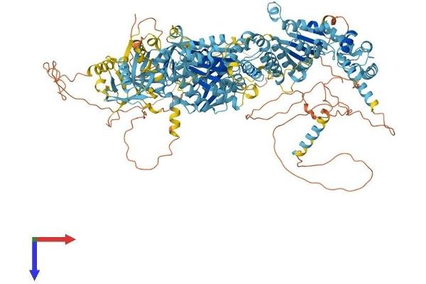 PEX1 Protein (AA 1-1283) (His tag)