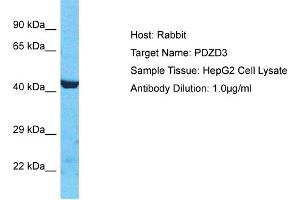 Host: Rabbit Target Name: PDZD3 Sample Type: HepG2 Whole Cell lysates Antibody Dilution: 1.