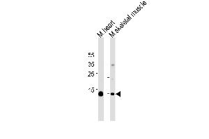 Myoglobin Antibody (ABIN1539881 and ABIN2843846) western blot analysis in mouse heart and skeletal muscle tissue lysates (35 μg/lane). (Myoglobin Antikörper  (AA 103-130))