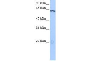 LIN9 antibody used at 0. (LIN9 Antikörper  (N-Term))