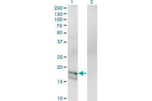 Western Blot analysis of GCG expression in transfected 293T cell line by GCG monoclonal antibody (M02), clone 1E2-E6. (Glucagon Antikörper  (AA 1-180))