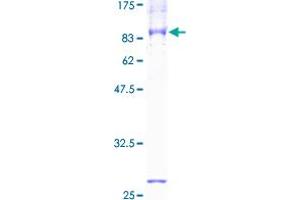 SLC1A1 Protein (AA 1-524) (GST tag)