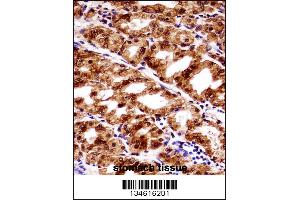 PAX7 Antibody immunohistochemistry analysis in formalin fixed and paraffin embedded human stomach tissue followed by peroxidase conjugation of the secondary antibody and DAB staining. (PAX7 Antikörper  (AA 181-210))