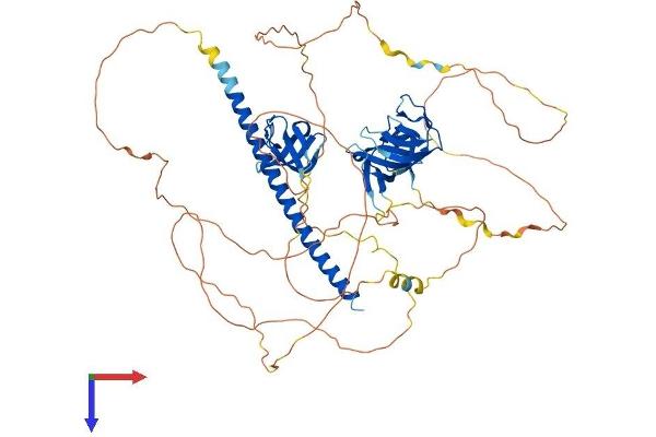 CD2AP Protein (AA 1-639) (His tag)