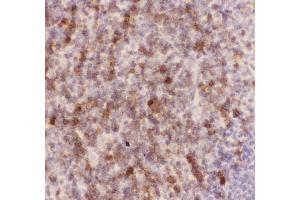 Anti-CD43 Picoband antibody, IHC(P) IHC(P): Mouse Spleen Tissue