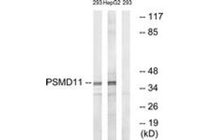 Western blot analysis of extracts from 293/HepG2 cells, using PSMD11 Antibody. (PSMD11 Antikörper  (AA 271-320))