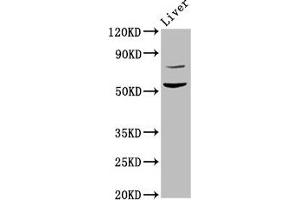Western Blot Positive WB detected in: Rat liver tissue All lanes: HINFP antibody at 4. (HINFP Antikörper  (AA 370-515))