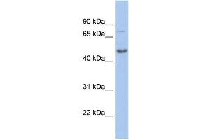 WB Suggested Anti-CBX8 Antibody Titration:  0. (CBX8 Antikörper  (N-Term))