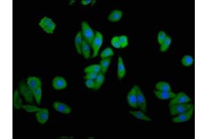 Immunofluorescence staining of HepG2 cells with ABIN7148935 at 1:133, counter-stained with DAPI. (GAK Antikörper  (AA 939-1086))