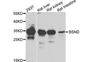 Western blot analysis of extracts of various cell lines, using BSND antibody.