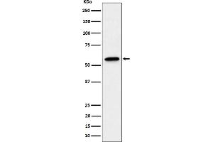 Western blot analysis of SF3A3 expression in A431 cell lysate.