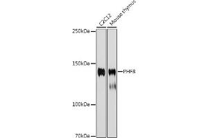 Western blot analysis of extracts of various cell lines, using PHF8 antibody (ABIN7269263) at 1:1000 dilution. (PHF8 Antikörper)