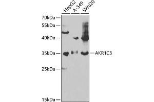 Western blot analysis of extracts of various cell lines, using C3 antibody (ABIN6131144, ABIN6136723, ABIN6136724 and ABIN6217618) at 1:1000 dilution. (AKR1C3 Antikörper  (AA 1-323))