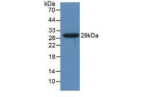Western Blotting (WB) image for anti-Cytochrome P450, Family 1, Subfamily A, Polypeptide 1 (CYP1A1) (AA 1-250) antibody (ABIN7435463)