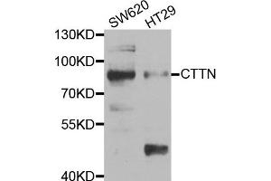 Western blot analysis of extracts of SW620 and HT29 cell lines, using CTTN antibody. (Cortactin Antikörper)