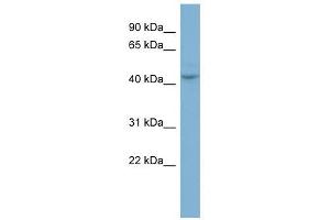 PGCP antibody used at 1 ug/ml to detect target protein.