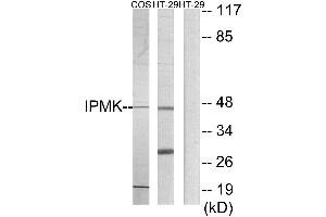 Western blot analysis of extracts from COS-7 cells and HT-29 cells, using IPMK antibody. (IPMK Antikörper)
