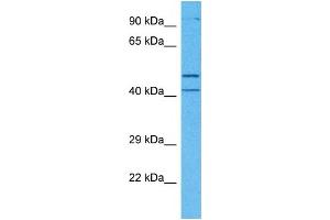 Host:  Rabbit  Target Name:  MCUR1  Sample Tissue:  Human Jurkat Whole Cell  Antibody Dilution:  1ug/ml (CCDC90A Antikörper  (Middle Region))