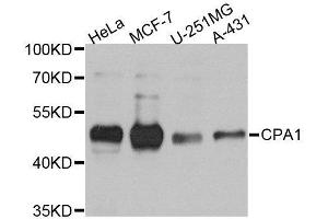 Western blot analysis of extracts of various cell lines, using CPA1 antibody. (CPA1 Antikörper)