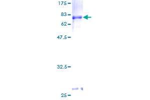 PCGF2 Protein (AA 1-344) (GST tag)