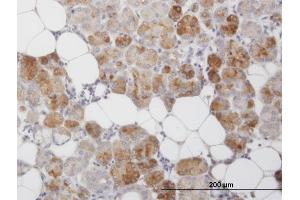 Immunostaining (ISt) image for anti-C-Type Lectin Domain Family 2, Member D (CLEC2D) (AA 1-154) antibody (ABIN565412)