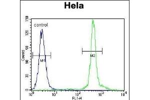 ASXL1 Antibody (Center) (ABIN655084 and ABIN2844718) flow cytometric analysis of Hela cells (right histogram) compared to a negative control cell (left histogram). (ASXL1 Antikörper  (AA 521-549))