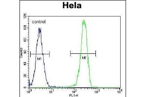 LGR5 (GPR49) Antibody (Center) f flow cytometric analysis of Hela cells (right histogram) compared to a negative control cell (left histogram). (LGR5 Antikörper  (AA 443-473))
