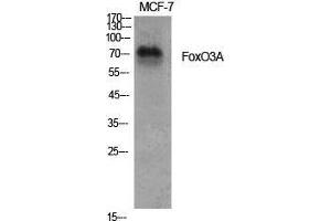 Western Blot (WB) analysis of specific cells using FoxO3A Polyclonal Antibody. (FOXO3 Antikörper  (Ser385))