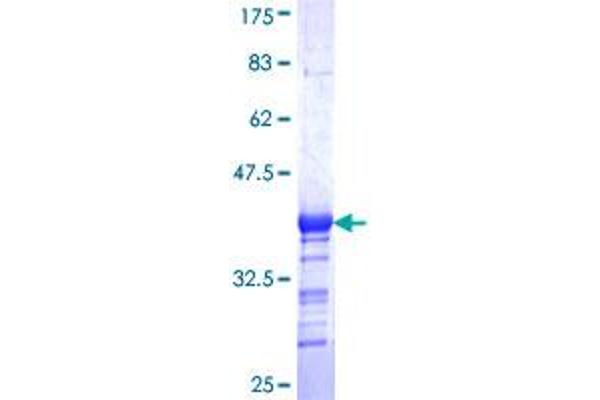 GABPB1 Protein (AA 274-360) (GST tag)