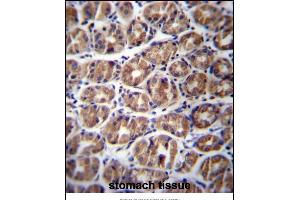 GA Antibody (C-term) (ABIN656756 and ABIN2845978) immunohistochemistry analysis in formalin fixed and paraffin embedded human stomach tissue followed by peroxidase conjugation of the secondary antibody and DAB staining. (GPM6A Antikörper  (C-Term))