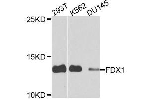 Western blot analysis of extracts of various cell lines, using FDX1 antibody. (Ferredoxin1 (FDX1) Antikörper)