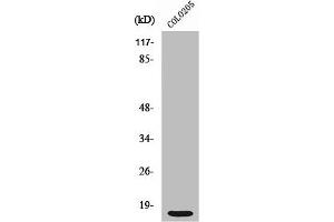 Western Blot analysis of COLO205 cells using Ribosomal Protein S12 Polyclonal Antibody (RPS12 Antikörper  (C-Term))