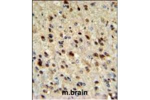 EBP1 Antibody (C-term) (ABIN1882075 and ABIN2839467) IHC analysis in formalin fixed and paraffin embedded mouse brain tissue followed by peroxidase conjugation of the secondary antibody and DAB staining.