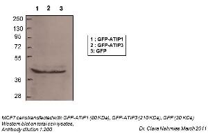 WB Suggested Anti-MTUS1 Antibody Titration:    Positive Control:  Total Cell Lysates (MTUS1 Antikörper  (N-Term))