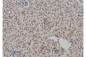 ABIN6276931 at 1/100 staining Rat kidney tissue by IHC-P. (POLR2I Antikörper  (Internal Region))