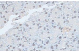 Immunohistochemistry of paraffin-embedded Rat pancreas using ZNF581 Polyclonal Antibody at dilution of 1:100 (40x lens). (ZNF581 Antikörper)