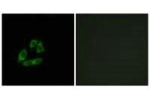 Immunofluorescence analysis of A549 cells, using ARFIP1 antibody. (ARFIP1 Antikörper)