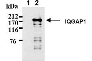 Western Blotting (WB) image for anti-IQ Motif Containing GTPase Activating Protein 1 (IQGAP1) antibody (ABIN487492) (IQGAP1 Antikörper)