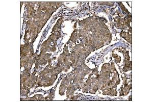 IHC analysis of Caspase-9/CASP9 using anti-Caspase-9/CASP9 antibody (ABIN7600340). (Caspase 9 Antikörper  (AA 18-416))