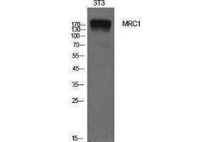 Western Blot (WB) analysis of NIH-3T3 cells using CD206 Polyclonal Antibody.