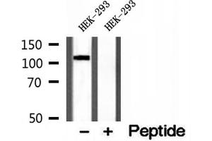Western blot analysis of extracts of HEK-293 cells, using CYLD antibody.